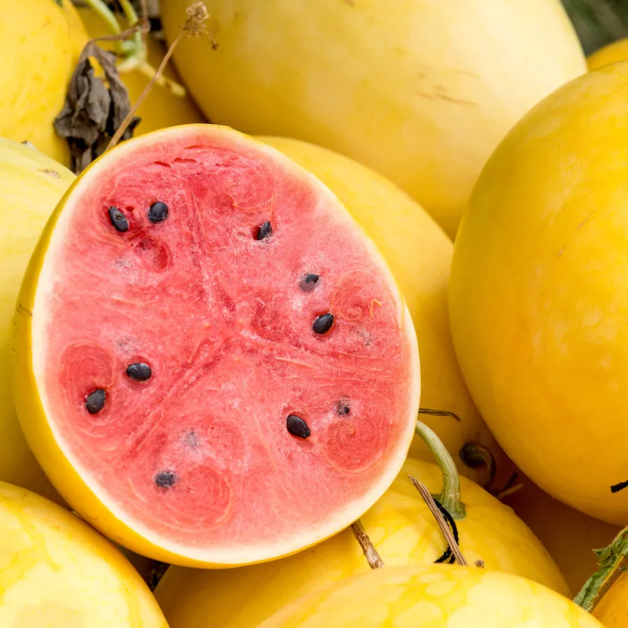 Semená melónu bonsai 🍉Semená melónu lenivých rastlín