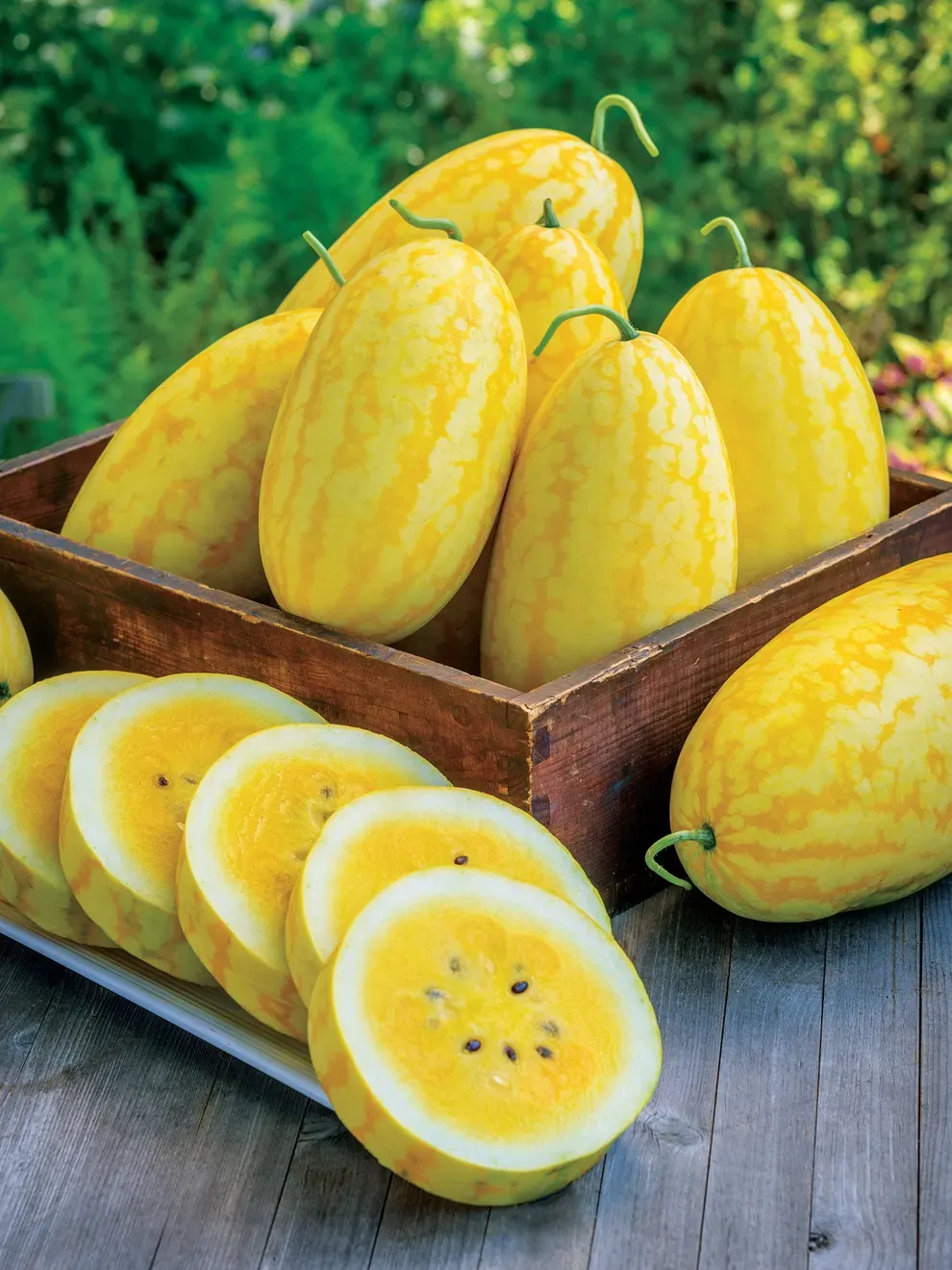 Semená melónu bonsai 🍉Semená melónu lenivých rastlín