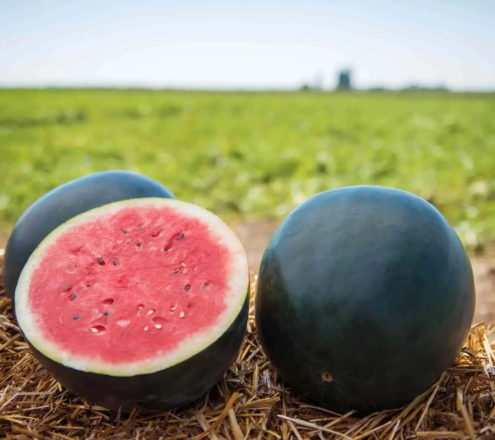 Semená melónu bonsai 🍉Semená melónu lenivých rastlín
