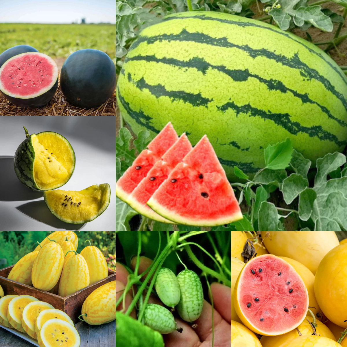 Semená melónu bonsai 🍉Semená melónu lenivých rastlín