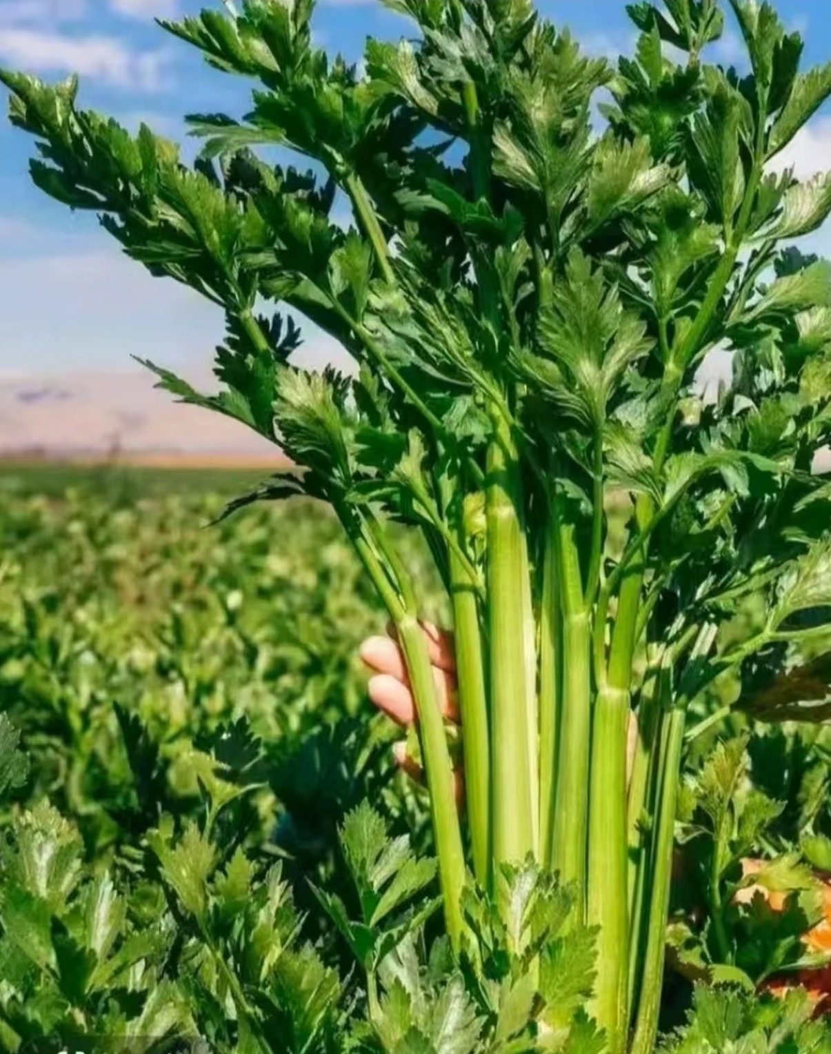 🥬 Zeler & Petržlen – Svieže, Chrumkavé a Aromatické Semená, Ktoré Môžete Pestovať Celoročne!
