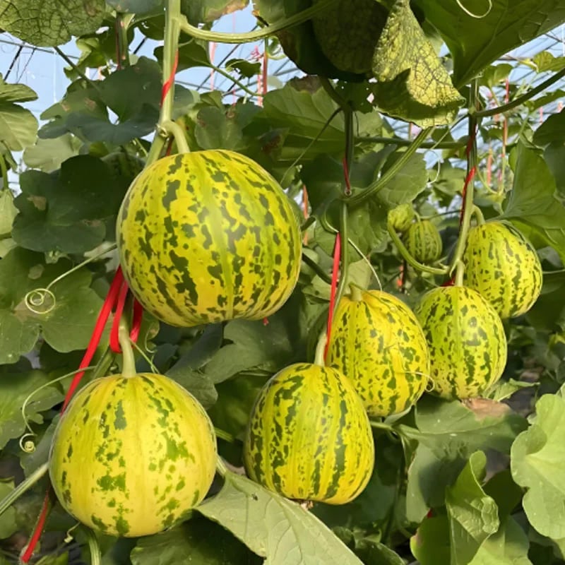 🍈VONNÉ SEMIENKA BALIJSKÉHO MELÓNU - SUPER SLADKÉ OVOCNÉ SEMIENKA NA SIATIE VO VŠETKÝCH ROZSACH✨ - 40 semienok 🔥