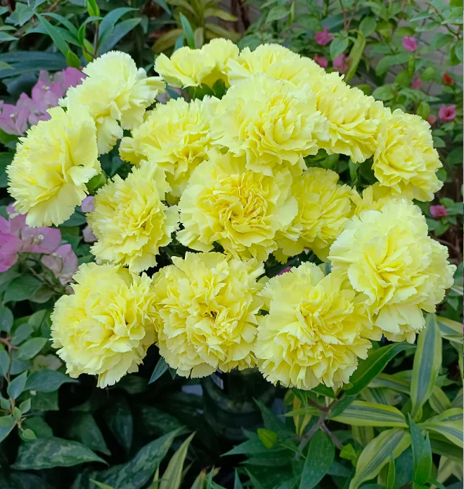 💐Dvojitý klinček — Viac rezu, viac kvitnutia