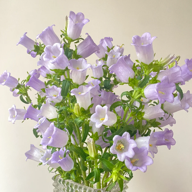 🌺Semená Canterbury Bells