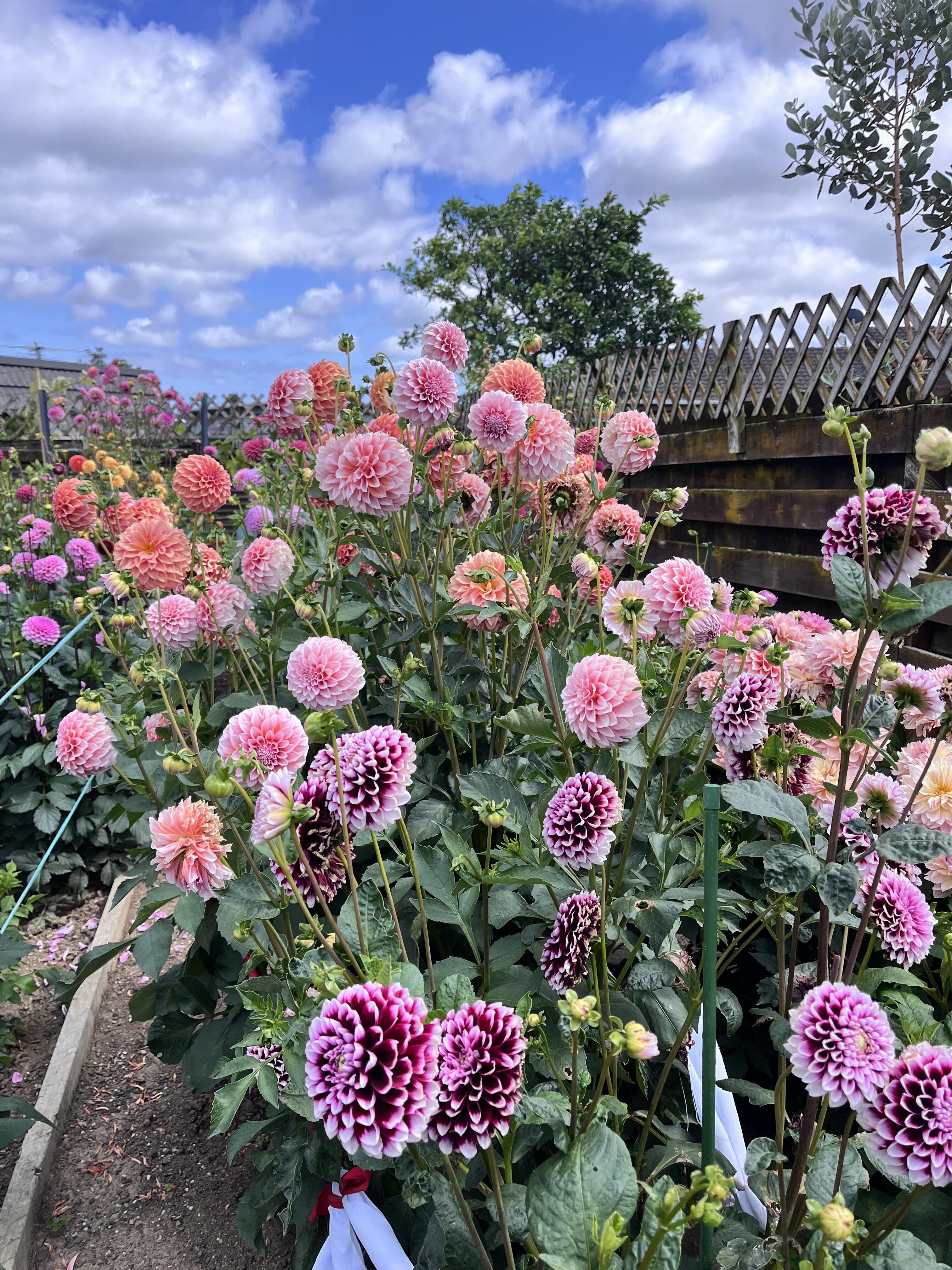 Zmes semien dahlia - dlhotrvajúca zmes