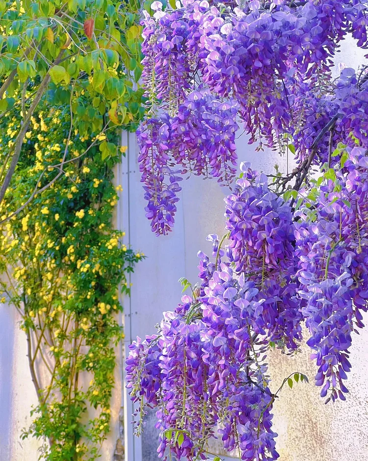 🌸WISTRIA - KASKÁDOVÁ KRÁSA ZÁHRADY PO CELÝ ROK