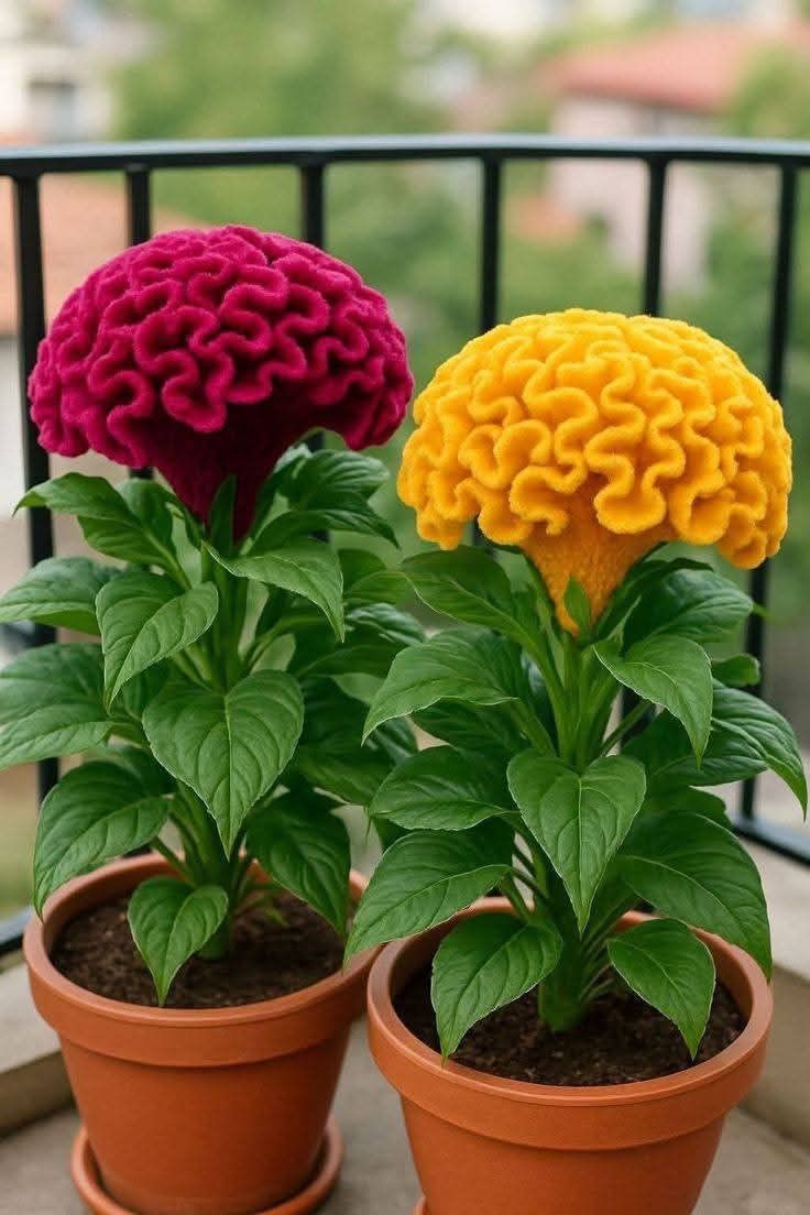 🔥Flame Bloom Čerstvý kohúti hrebeň