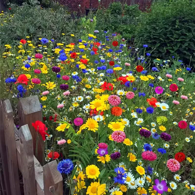 🌺Смесени многогодишни цветя за всички сезони