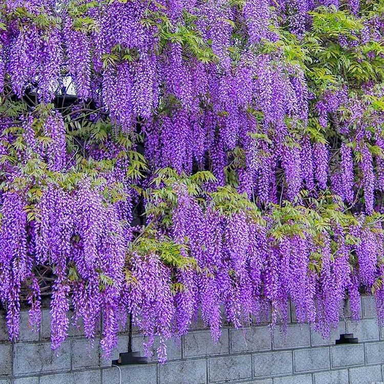 🌸WISTRIA - KASKÁDOVÁ KRÁSA ZÁHRADY PO CELÝ ROK