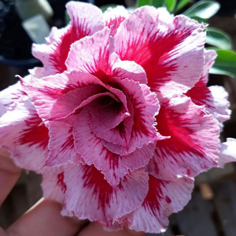 🎁Semená púštnej ruže🌵Super jednoduché pestovanie! 🌸Cibuľky púštnej ruže