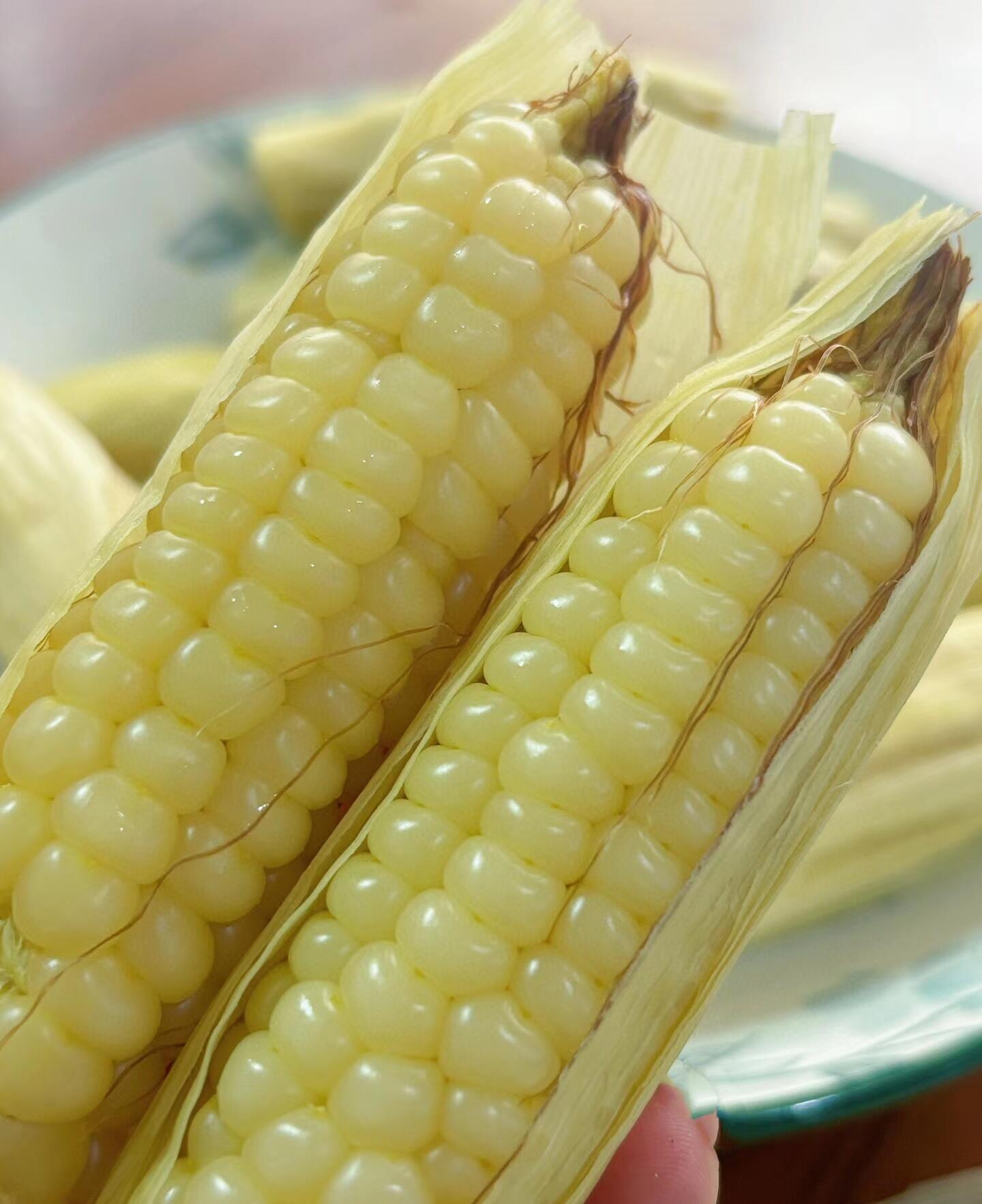 🌽Semená mini kukurice Thumb