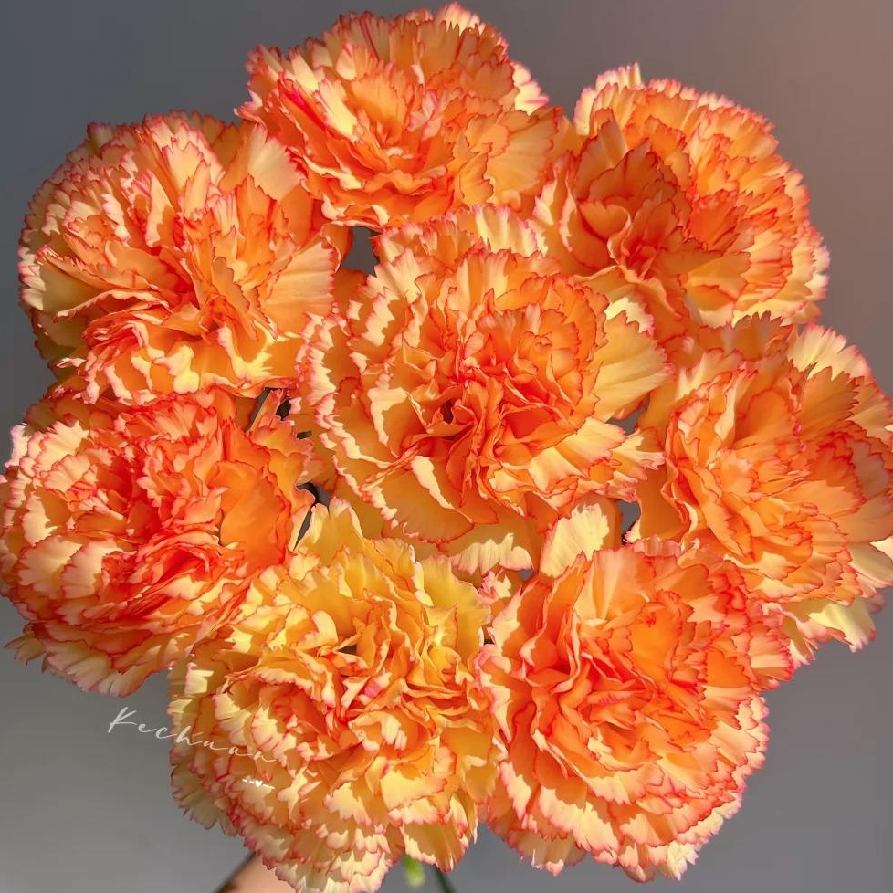 💐Dvojitý klinček — Viac rezu, viac kvitnutia