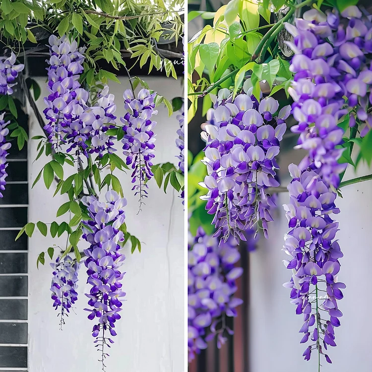 🌸WISTRIA - KASKÁDOVÁ KRÁSA ZÁHRADY PO CELÝ ROK