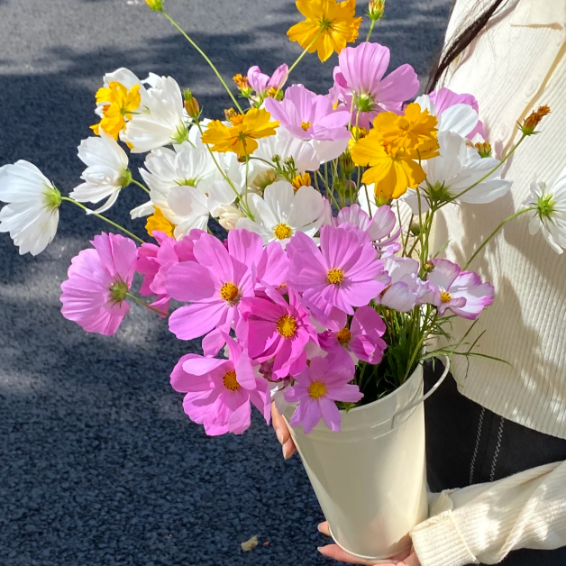 🌸Zmiešané farby semienok kozmosu – sloboda a nádej