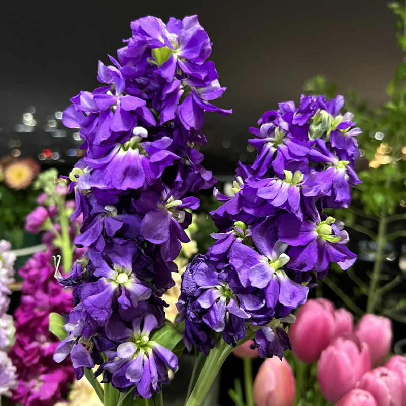 🌸Semená romantickej dvojitej fialky do záhrad a izbových rastlín - zľava 50%!