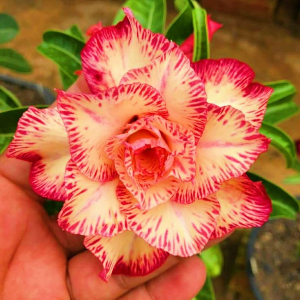 🎁Semená púštnej ruže🌵Super jednoduché pestovanie! 🌸Cibuľky púštnej ruže