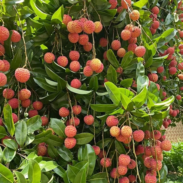 BEZJADIERKOVÉ OVOCIE LIČI SLADKOSŤ