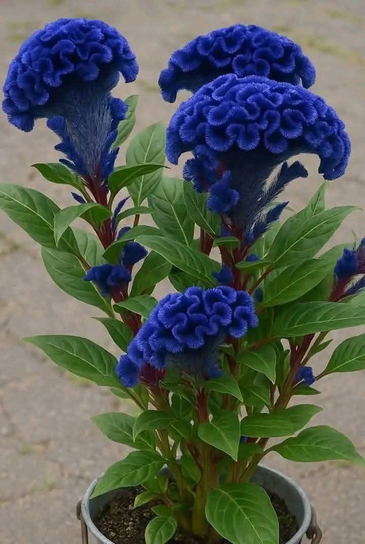 🔥Flame Bloom Čerstvý kohúti hrebeň