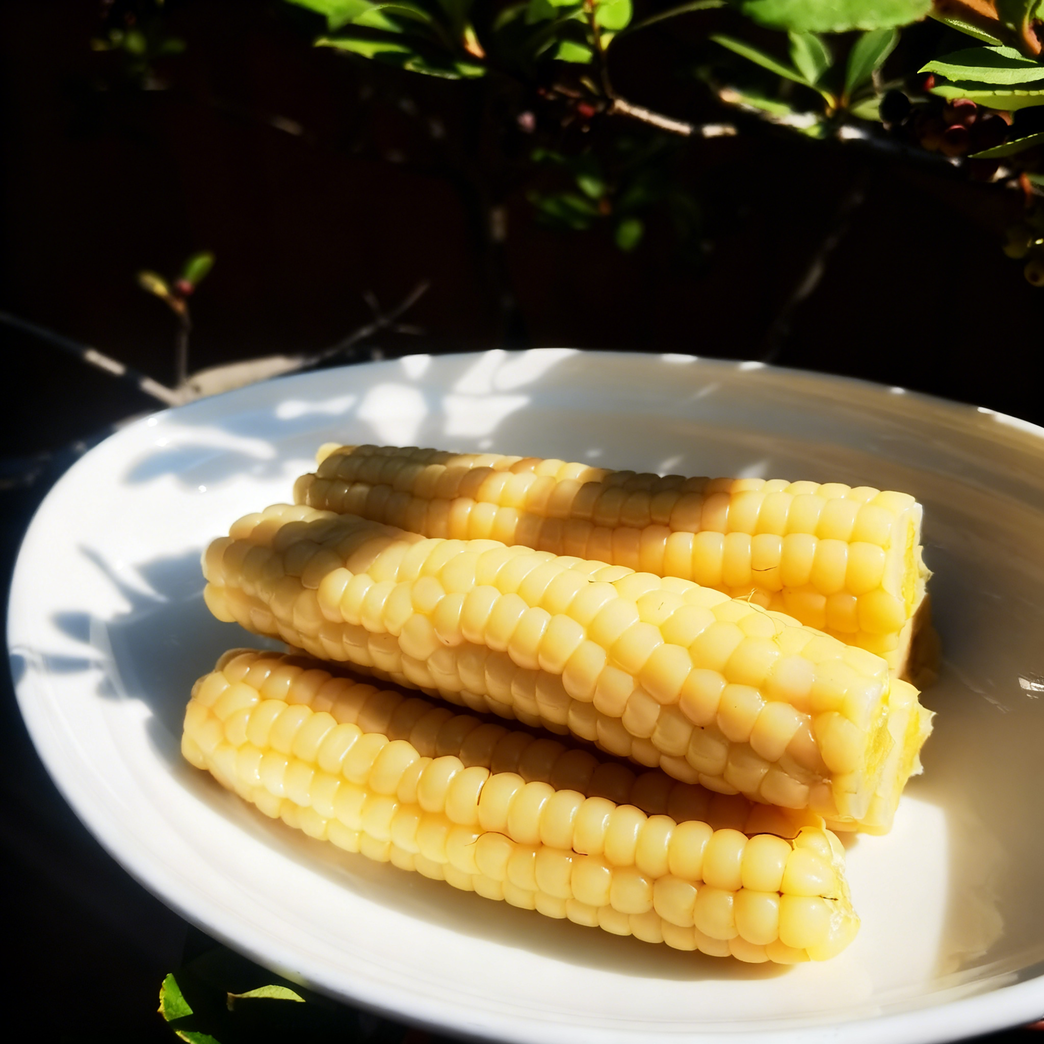 🌽Semená mini kukurice Thumb