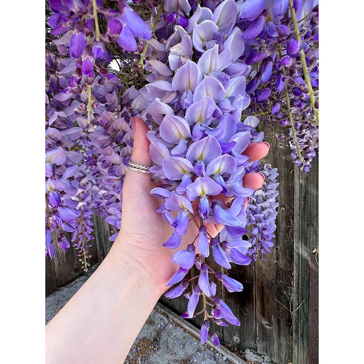 🌸WISTRIA - KASKÁDOVÁ KRÁSA ZÁHRADY PO CELÝ ROK