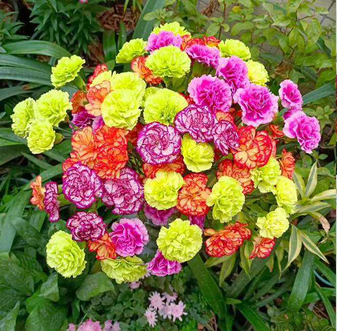 💐Dvojitý klinček — Viac rezu, viac kvitnutia