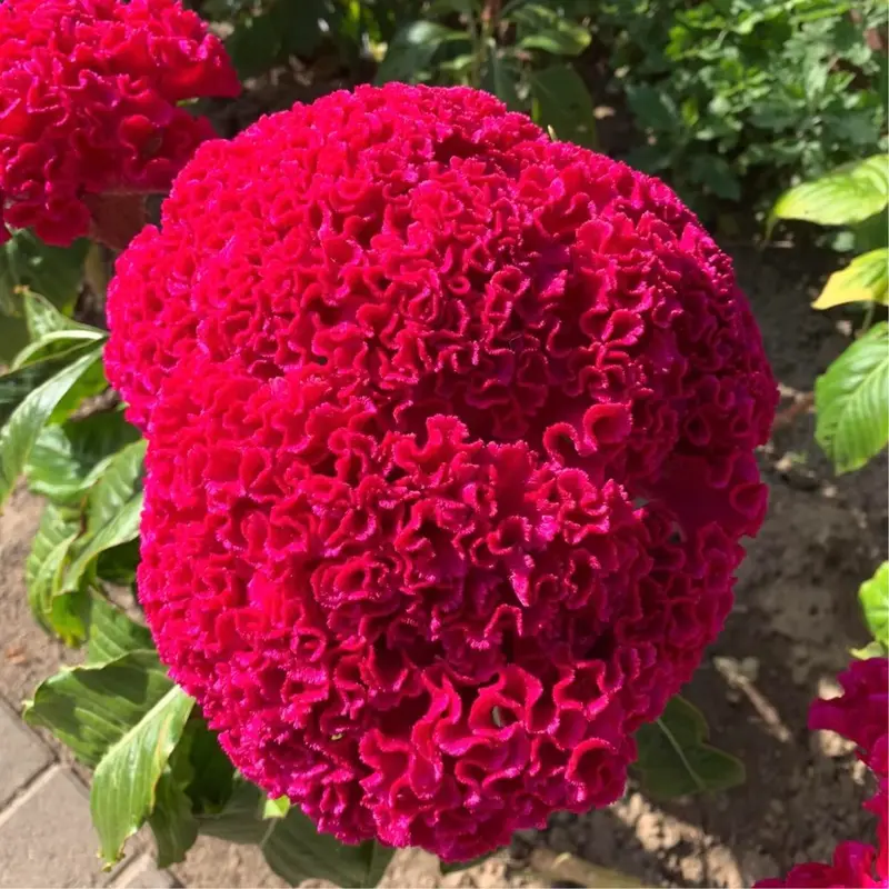 🔥Flame Bloom Čerstvý kohúti hrebeň