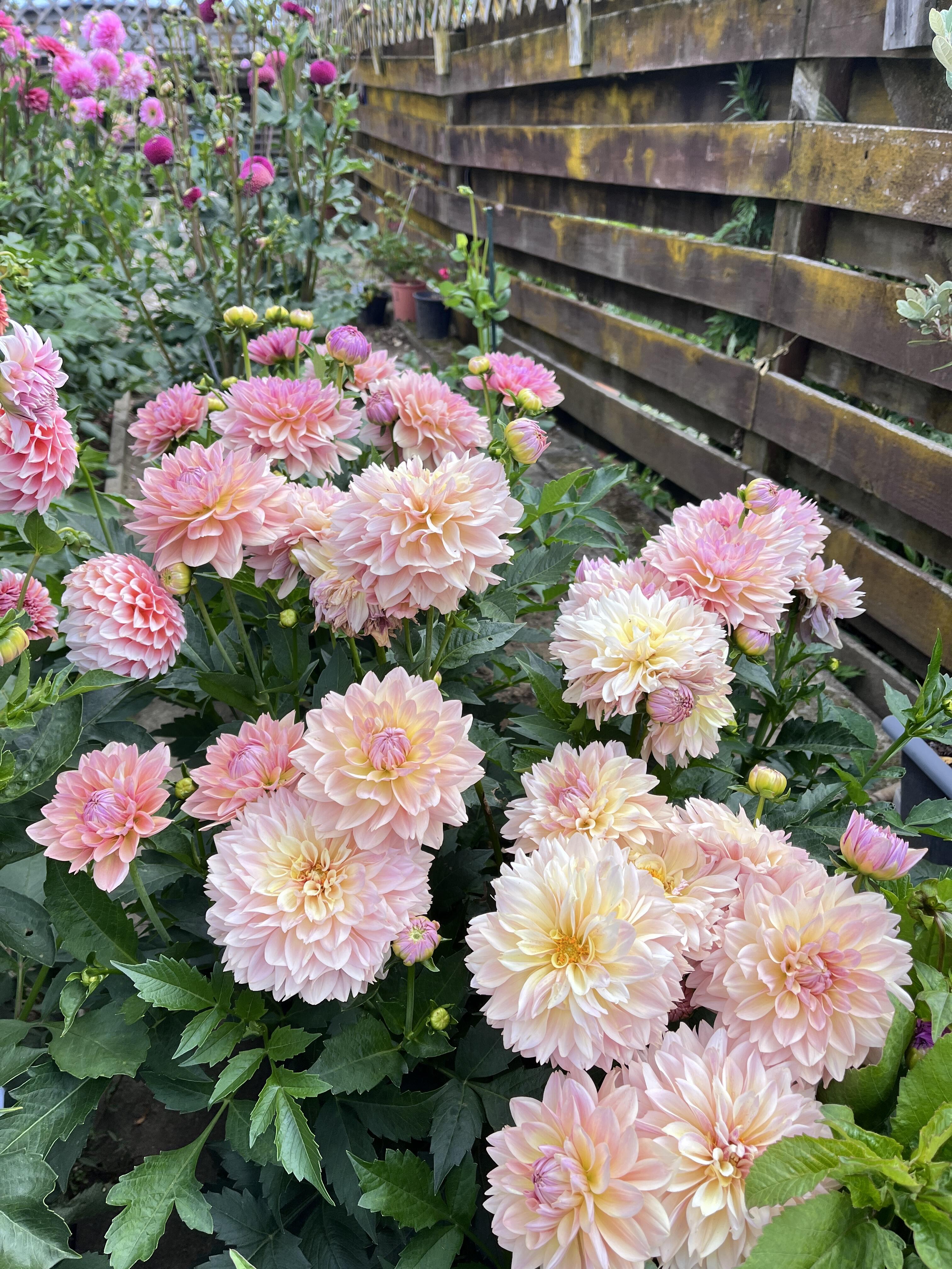 Zmes semien dahlia - dlhotrvajúca zmes