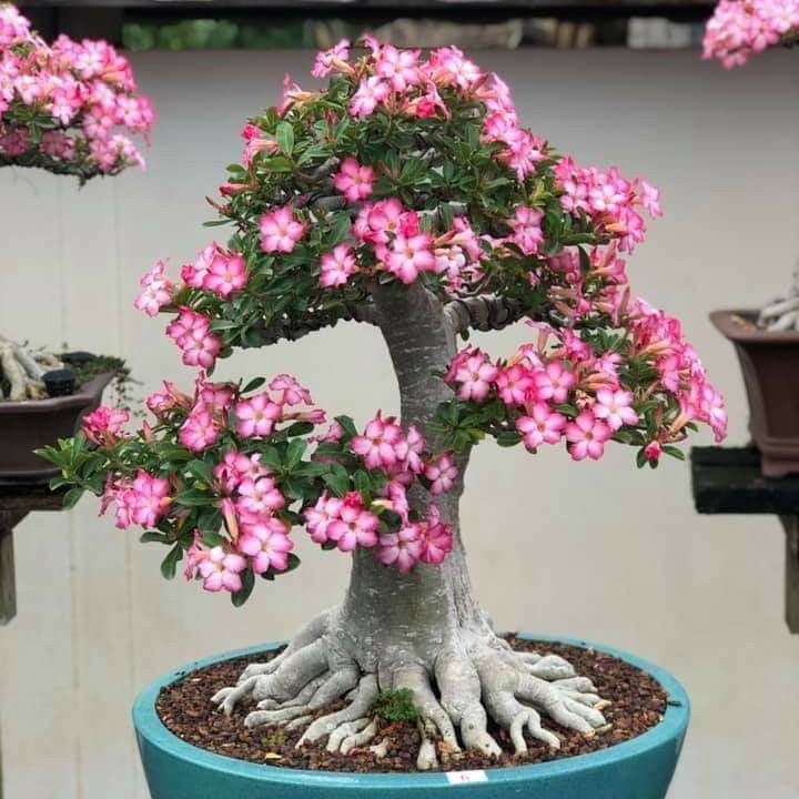 🎁Semená púštnej ruže🌵Super jednoduché pestovanie! 🌸Cibuľky púštnej ruže