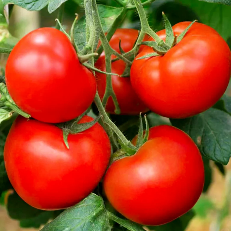 Ľahko pestovateľné 🍅Semená paradajok pre začiatočníkov – skvelá chuť, veľká úroda, žiadne starosti!
