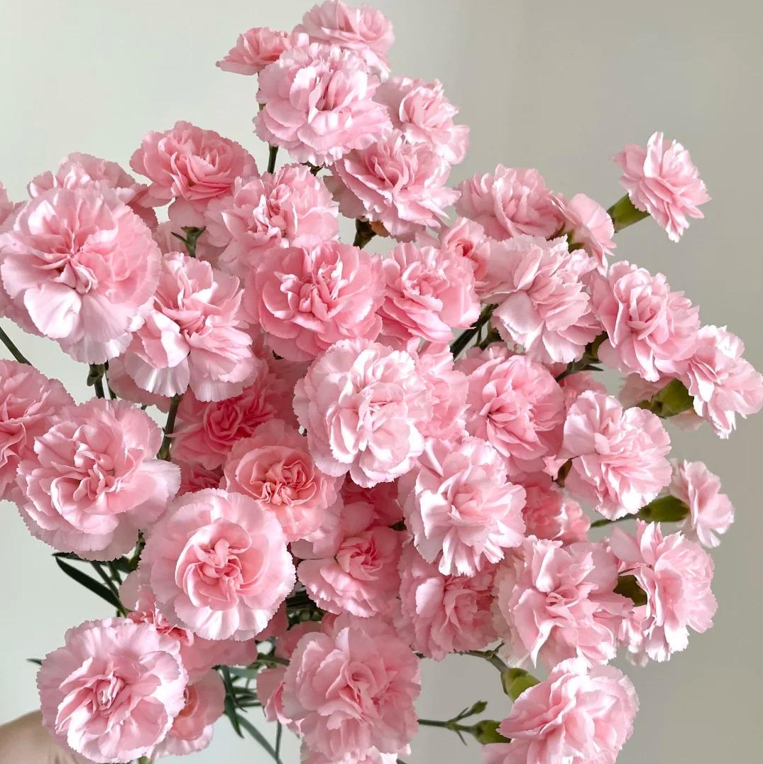 💐Dvojitý klinček — Viac rezu, viac kvitnutia