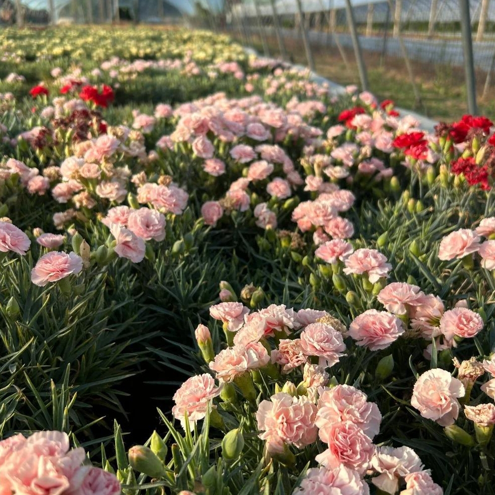 💐Dvojitý klinček — Viac rezu, viac kvitnutia
