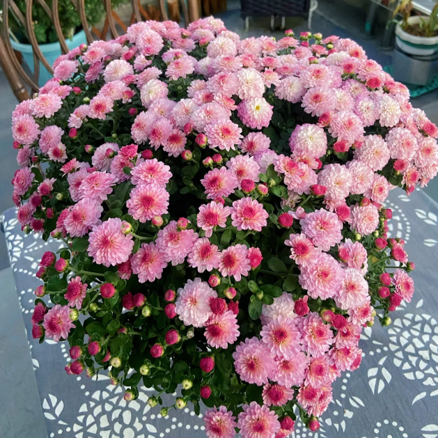 🌼Zmiešané farby semien chryzantém Multiflora