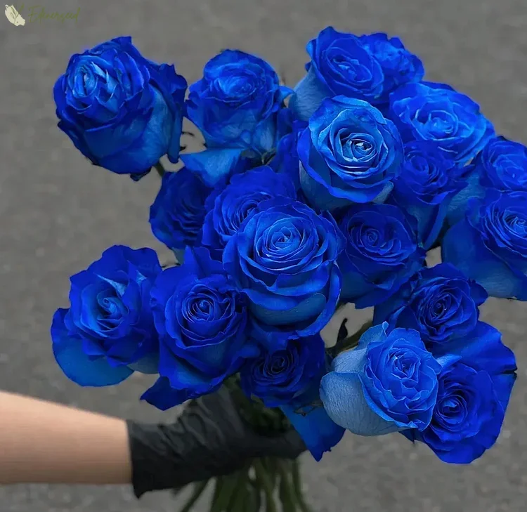 💙 Semená modrej očarujúcej ruže ✨