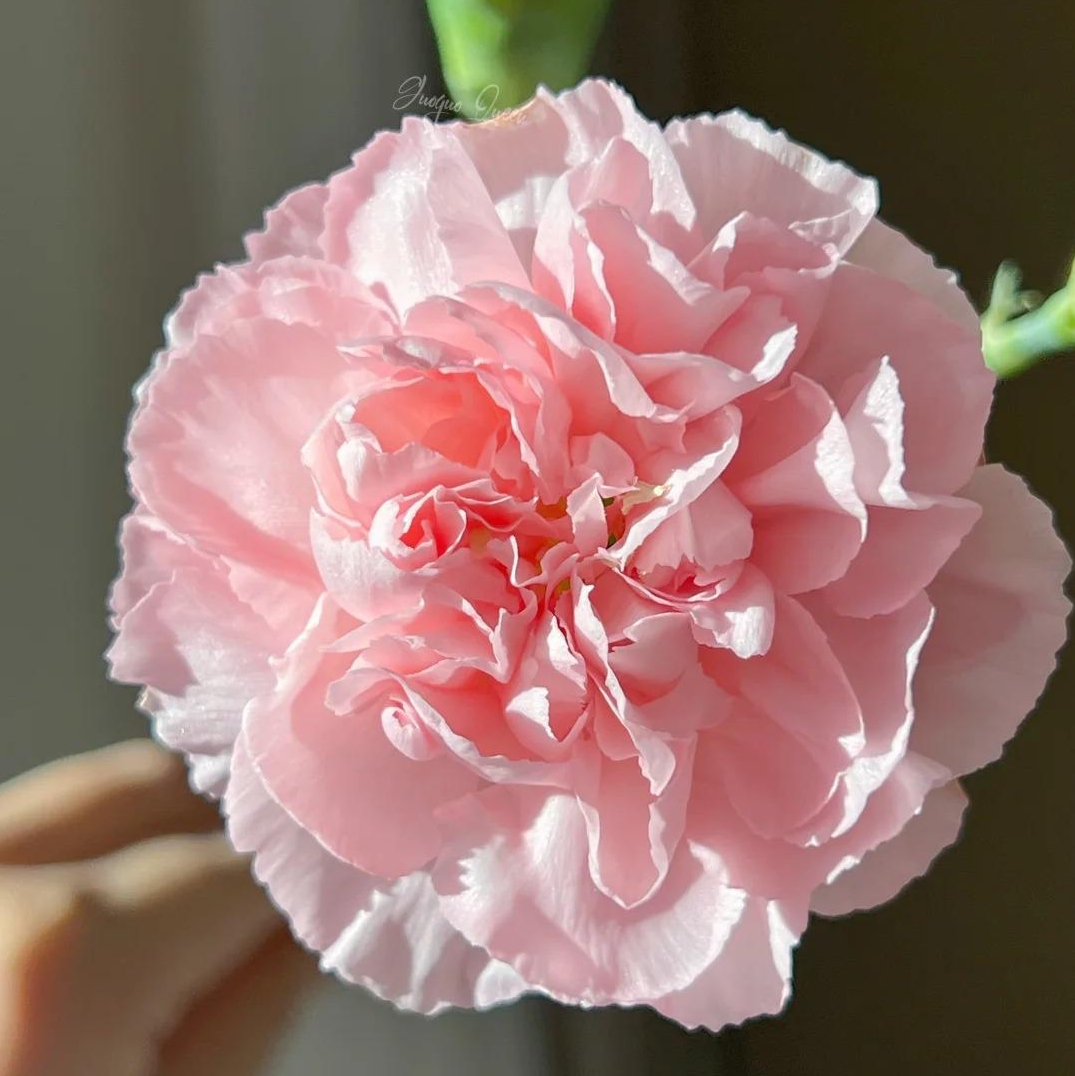 💐Dvojitý klinček — Viac rezu, viac kvitnutia