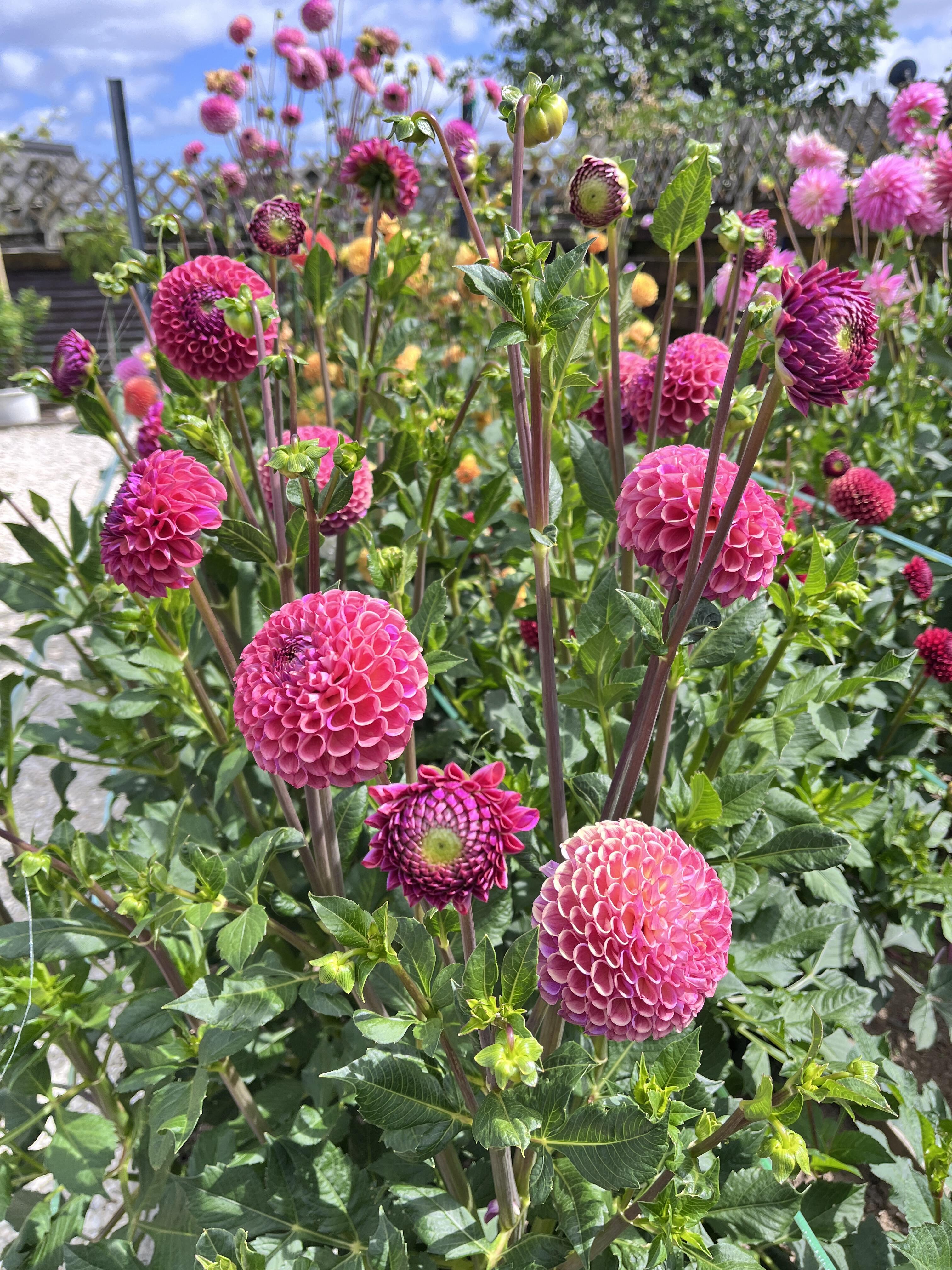 Zmes semien dahlia - dlhotrvajúca zmes