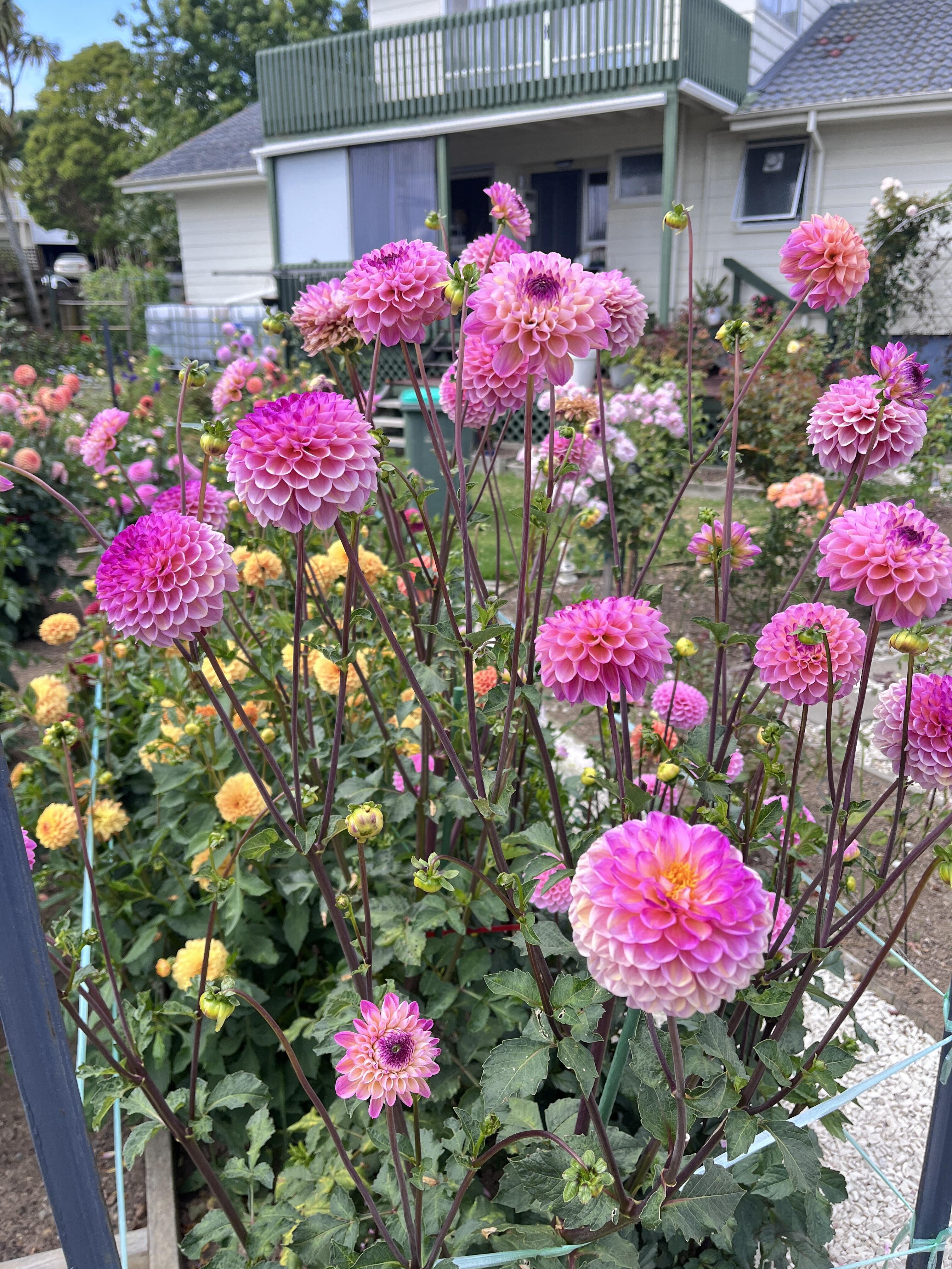 Zmes semien dahlia - dlhotrvajúca zmes