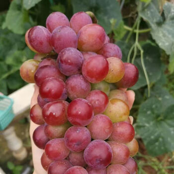 Hroznové semienka Midknight Beauty - Giant Rose (s vôňou ruže) - 98% klíčivosť🔥