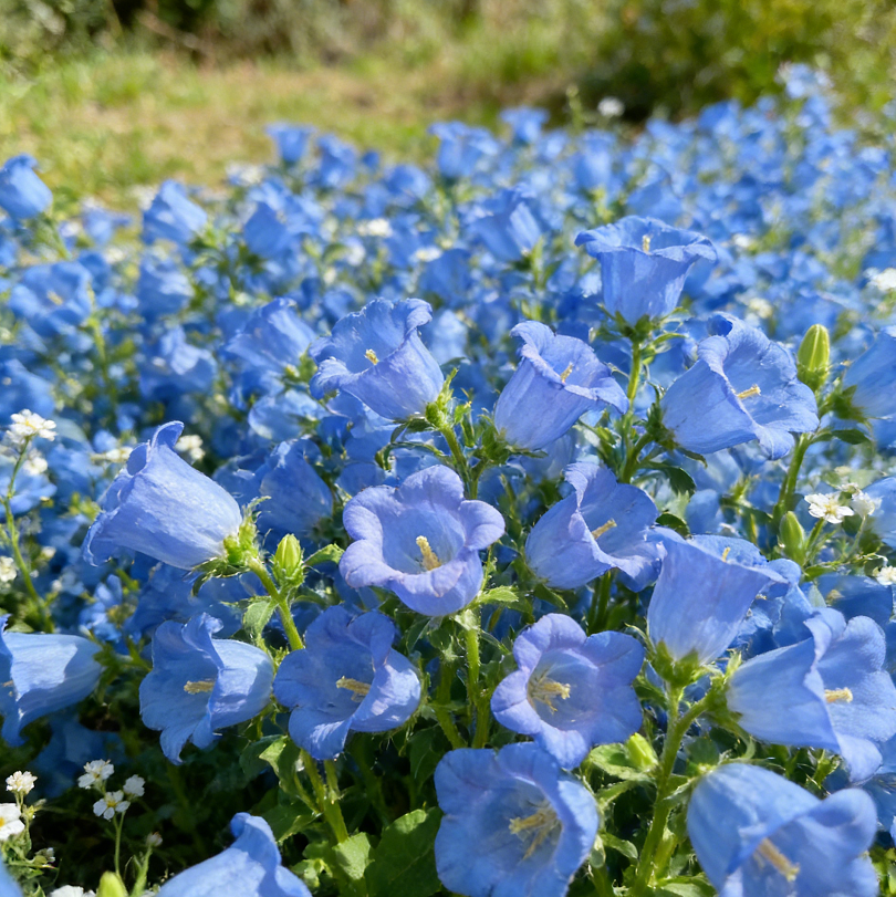 🌺Semená Canterbury Bells