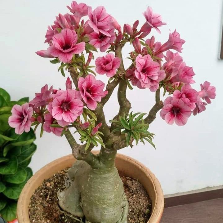 🎁Semená púštnej ruže🌵Super jednoduché pestovanie! 🌸Cibuľky púštnej ruže