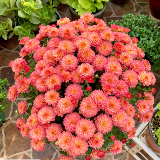 🌼Zmiešané farby semien chryzantém Multiflora