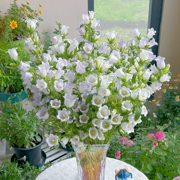 🌺Semená Canterbury Bells