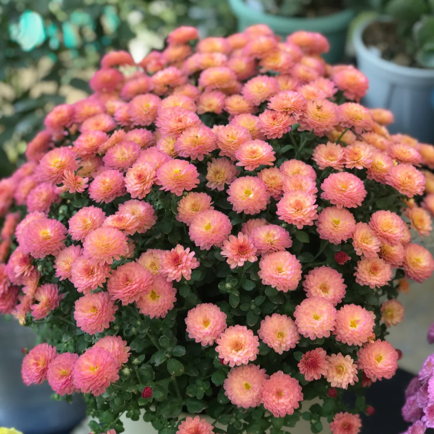 🌼Zmiešané farby semien chryzantém Multiflora