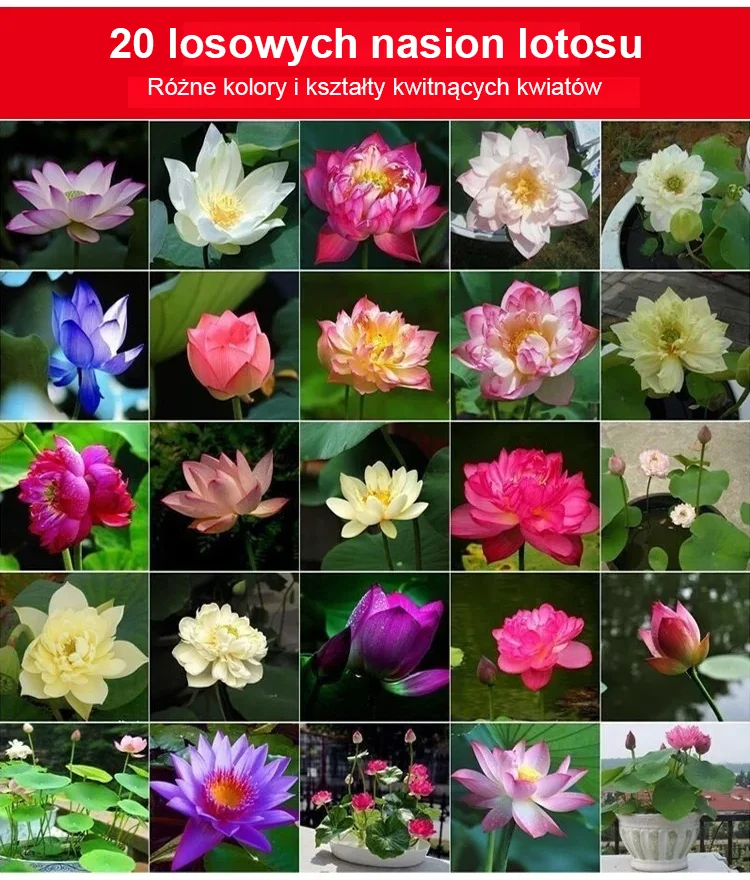 🌺[Przeprowadzanie bogactwa] Nasiona ozdobnego lotosu wodnego