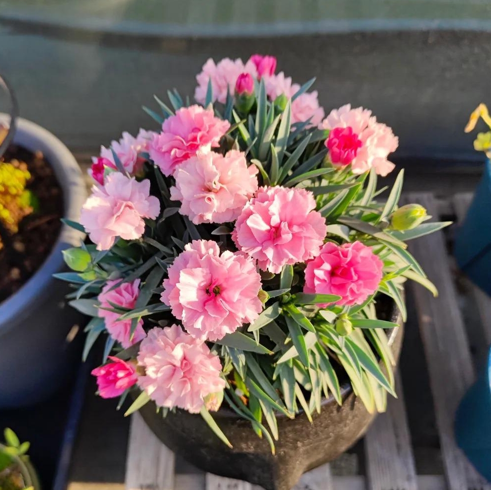 💐Dvojitý klinček — Viac rezu, viac kvitnutia