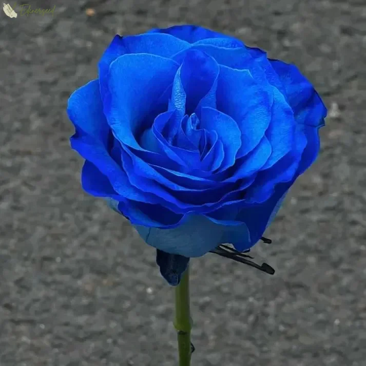 💙 Semená modrej očarujúcej ruže ✨