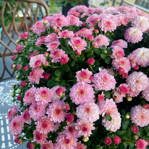 🌼Zmiešané farby semien chryzantém Multiflora