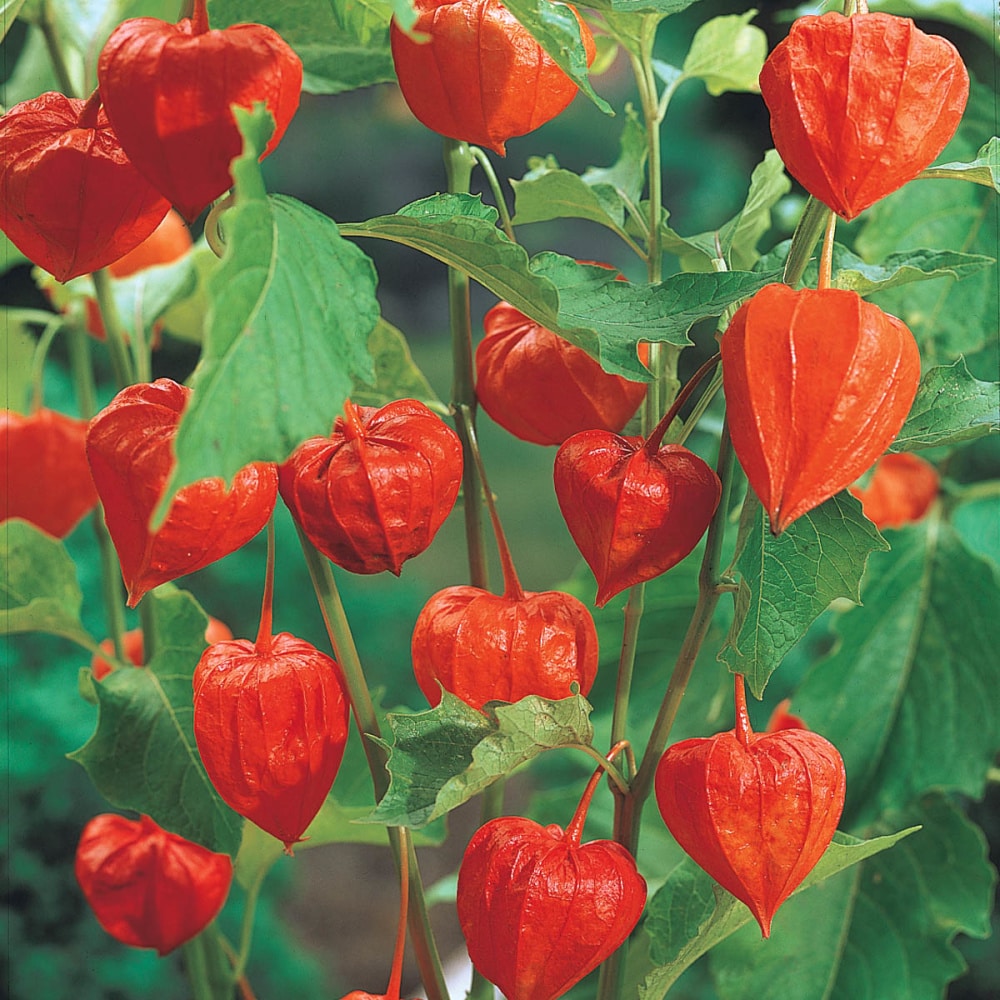 🍒Semená zlatých bobúľ Semená lampášového ovocia – zlaté ovocie