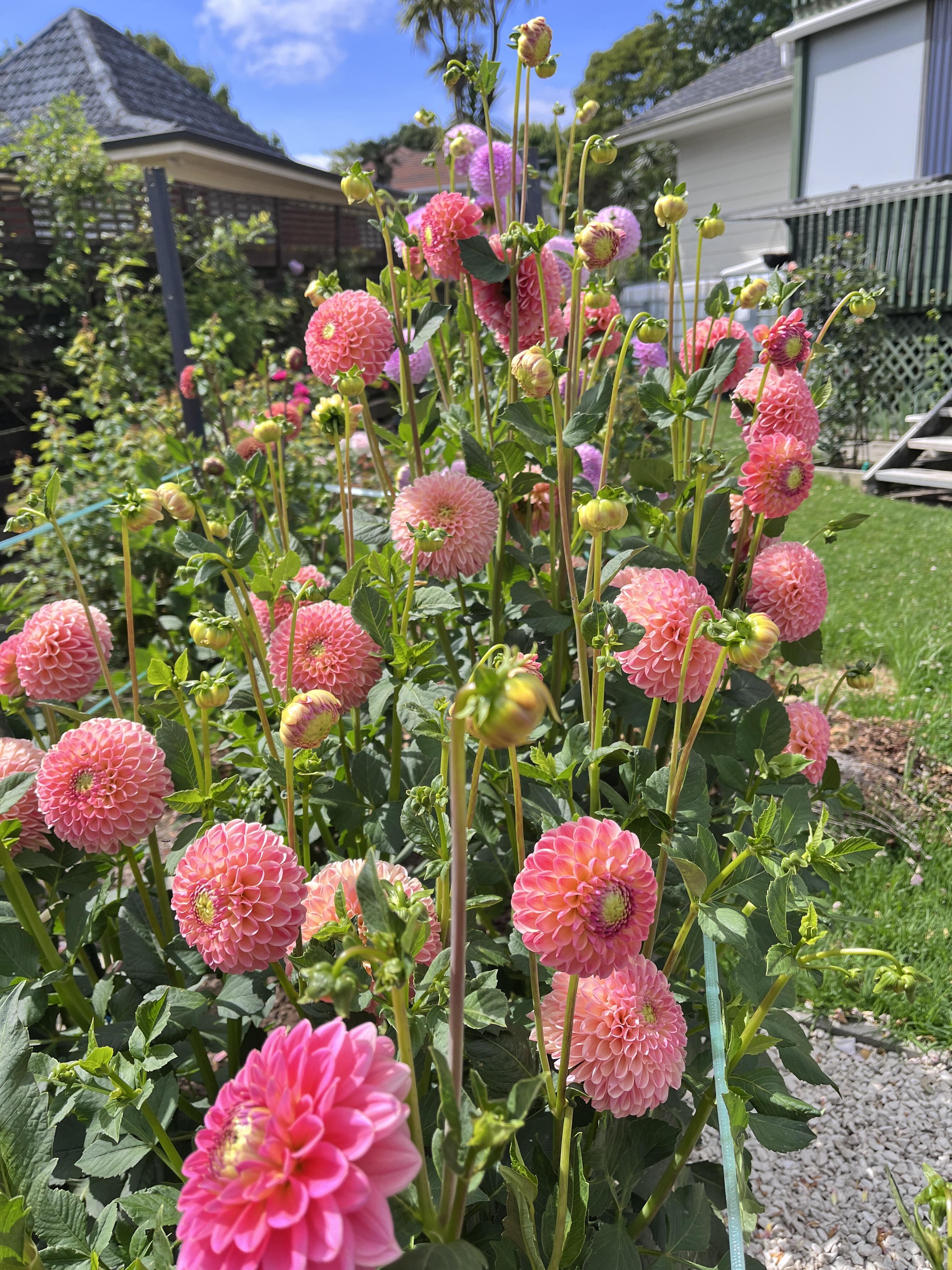 Zmes semien dahlia - dlhotrvajúca zmes