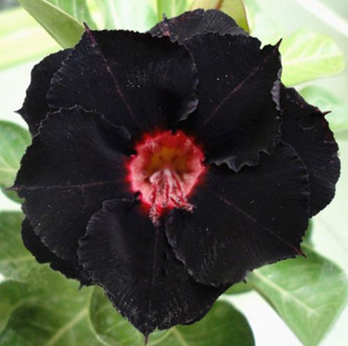🎁Semená púštnej ruže🌵Super jednoduché pestovanie! 🌸Cibuľky púštnej ruže