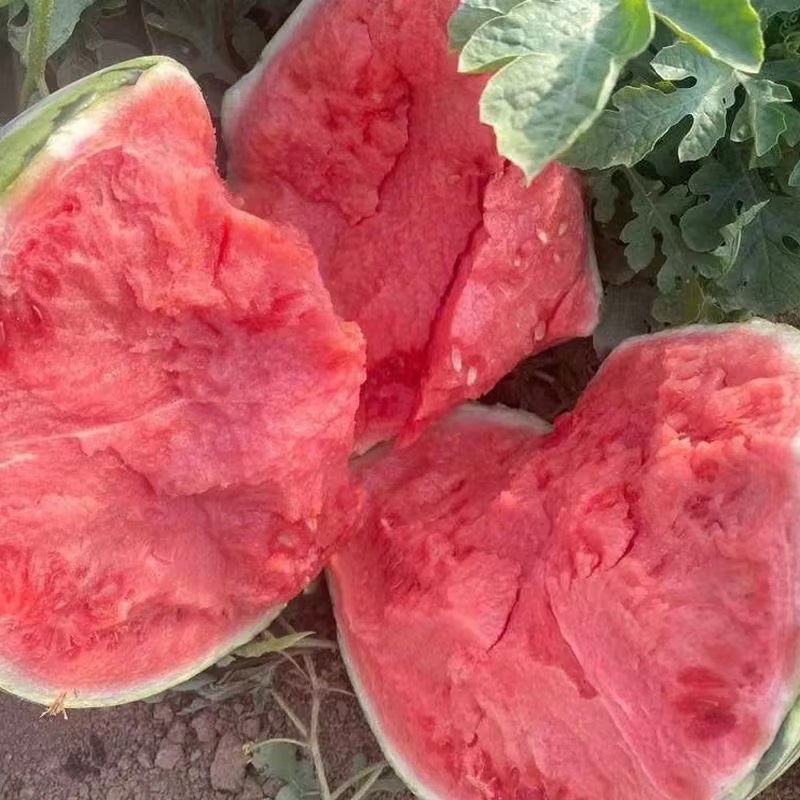 Semená melónu bonsai 🍉Semená melónu lenivých rastlín